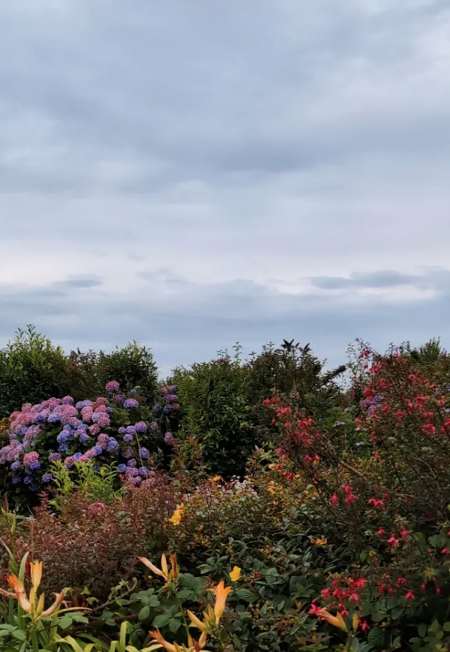 Welsh Garden #1 | Hydrangeas