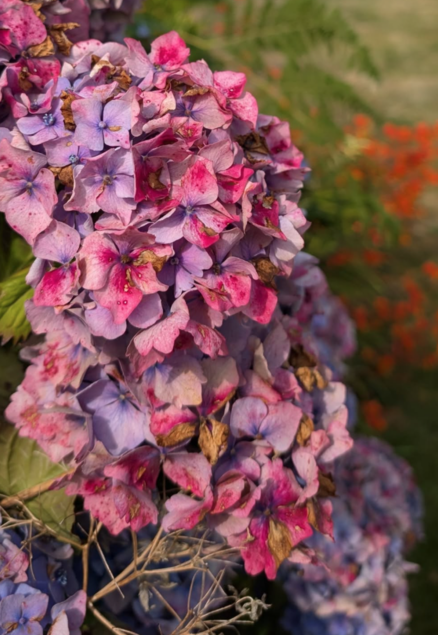 Welsh Garden #1 | Hydrangeas